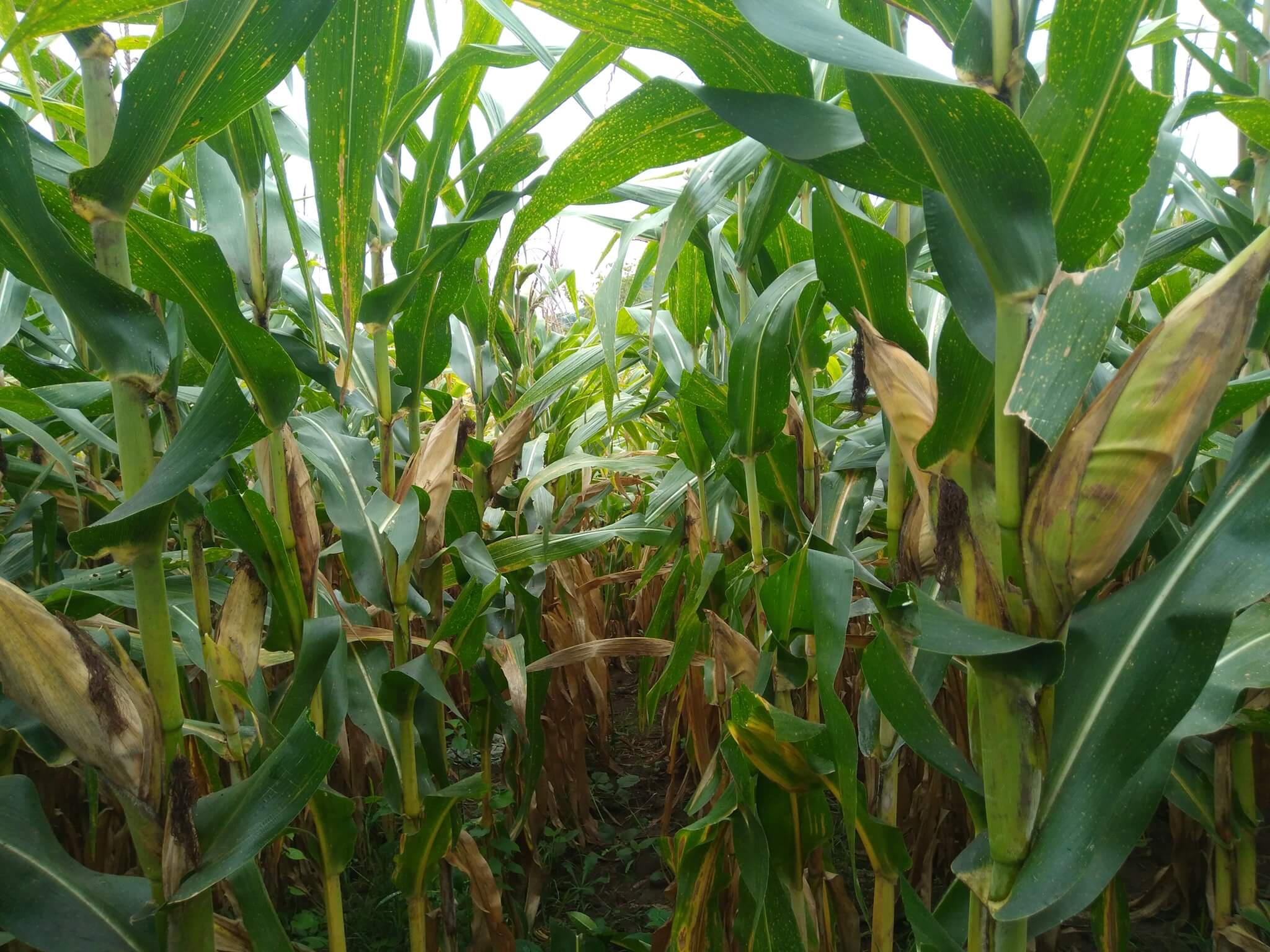 Harga Jagung di Situbondo Kian Merosot hingga Rp4.000/Kg: Petani Menjerit dan Krisis Menghantui