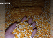 Petani Jagung Terancam, Impor Jagung Indonesia Meningkat Tajam pada September 2024