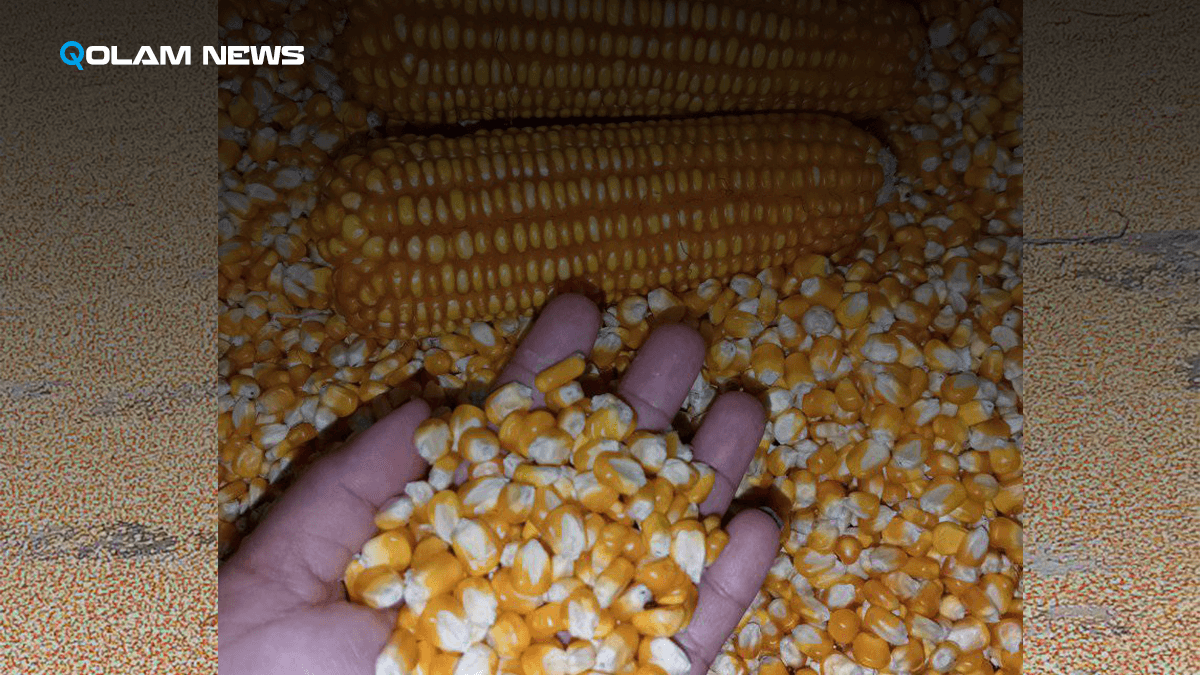 Petani Jagung Terancam, Impor Jagung Indonesia Meningkat Tajam pada September 2024