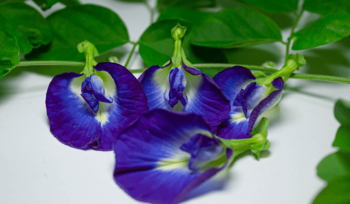 manfaat-bunga-telang-untuk-kesehatan-kecantikan