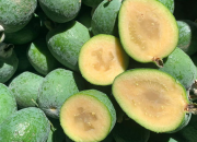 10 Manfaat Jambu Nanas untuk Kesehatan yang Jarang Diketahui